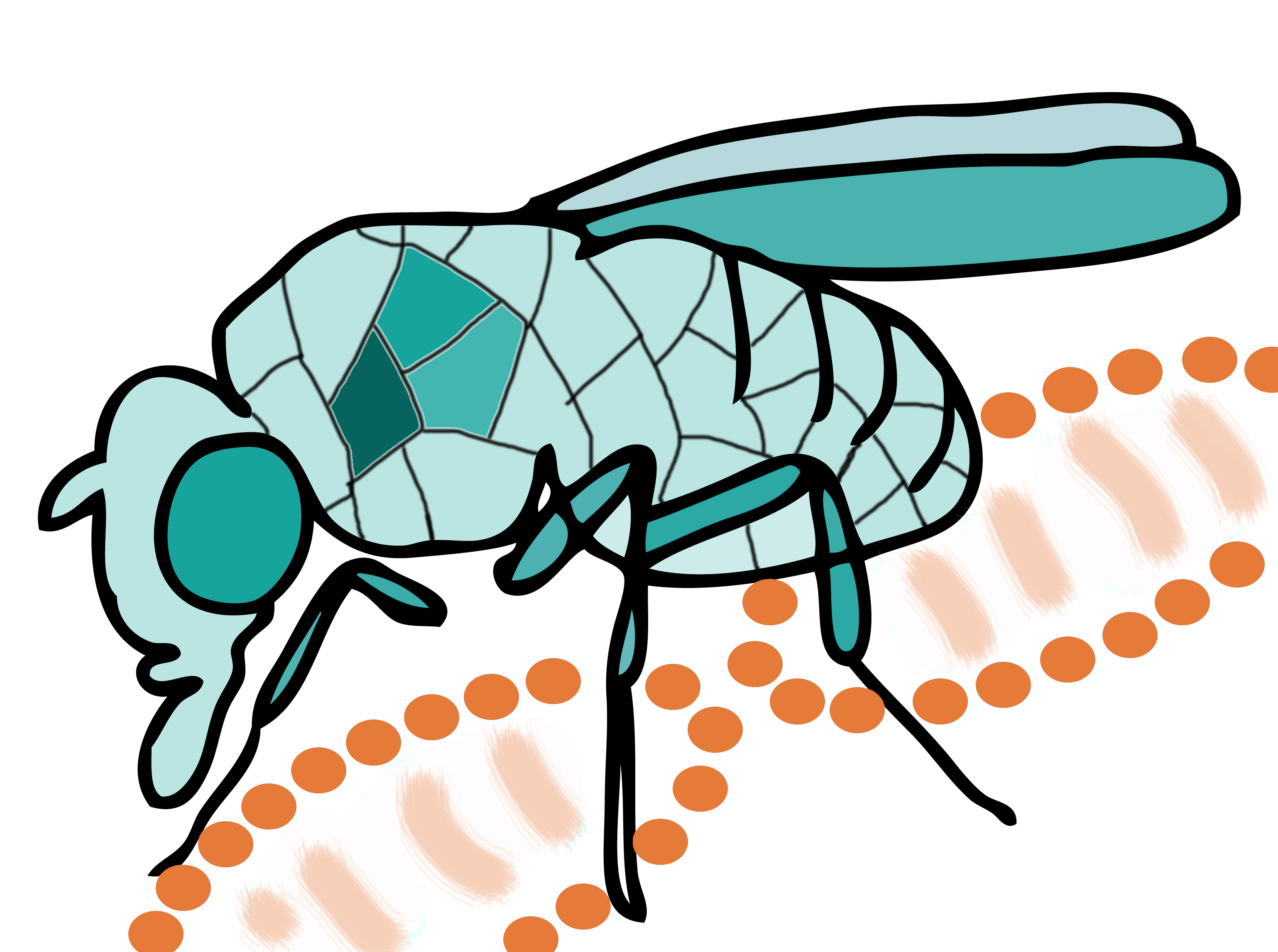Transgenic (Fly) Drosophila | CCAMP