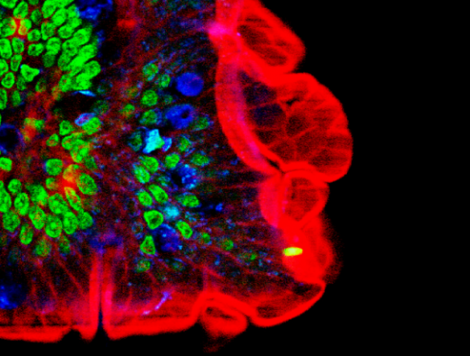 Imaging Services